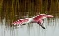 image by Kirms Photography Roseatte Spoonbill-15